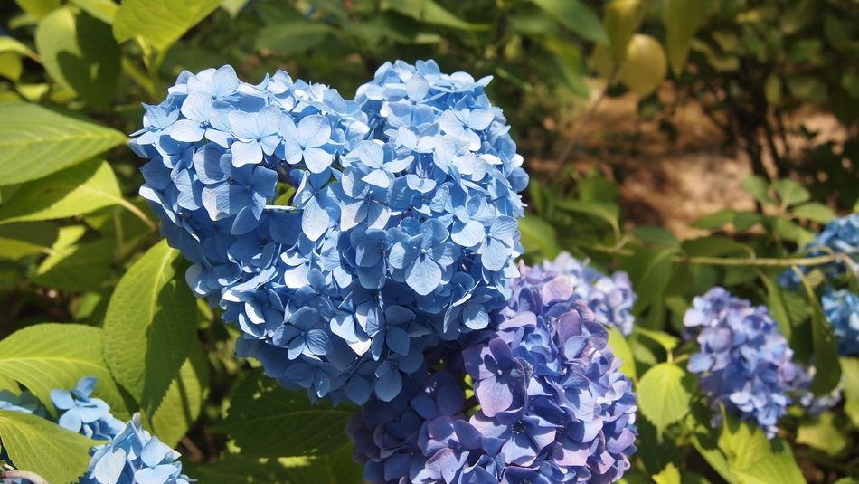 hydrangea flowers nature