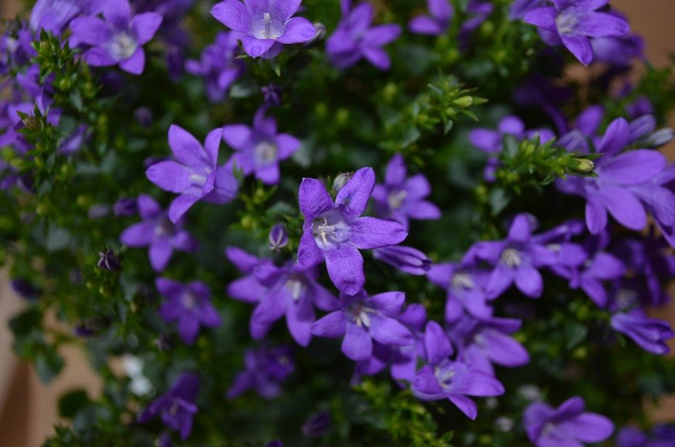 bright purple small flowers