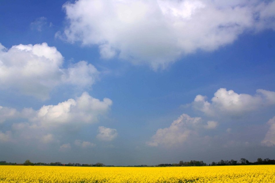 Blue summer sky with white clouds over a yellow rape field on beautiful landscape