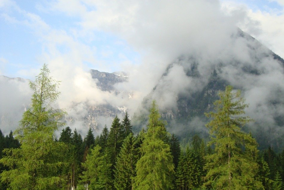 green forest on a background of foggy snowy Alps