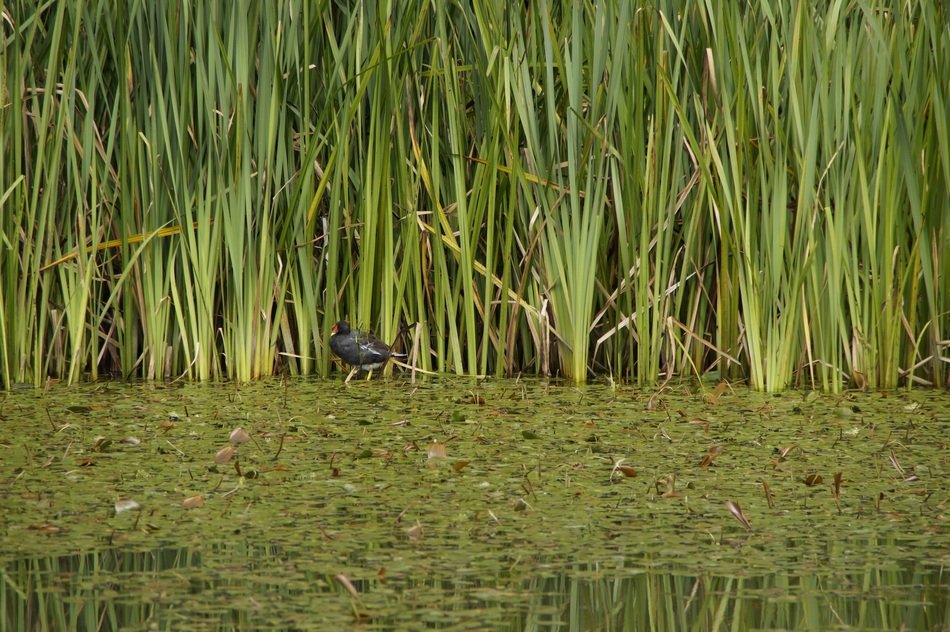 water bird on the lake