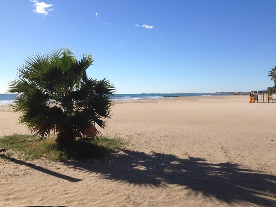 fluffy deciduous Bush on beach