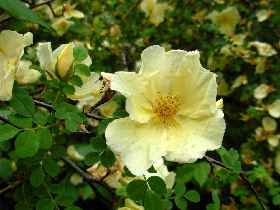 wild yellow rose