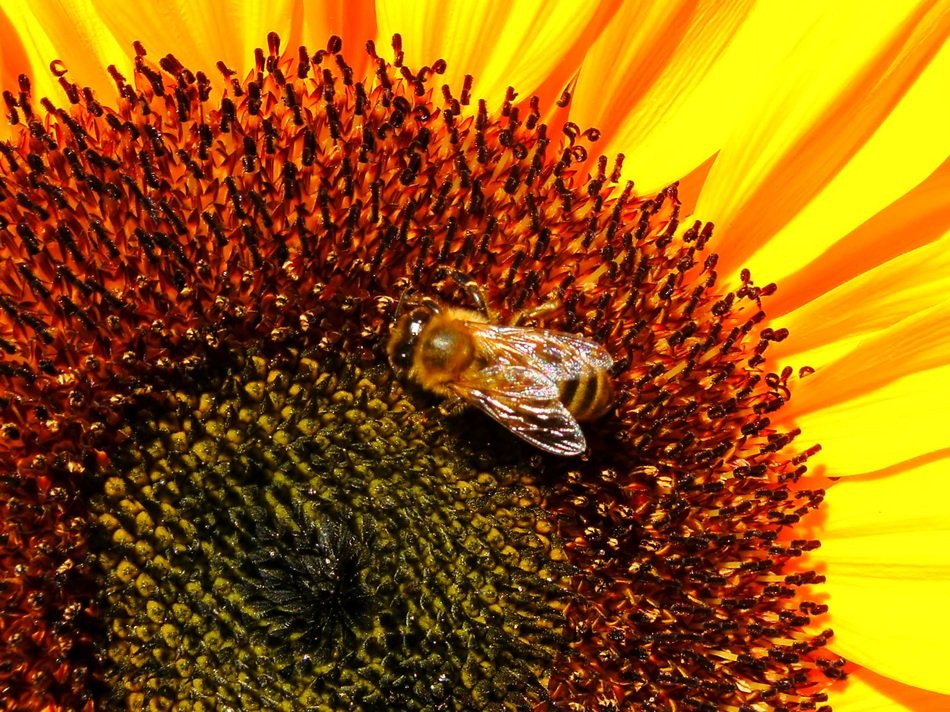 a fly sits on the core of a sunflower
