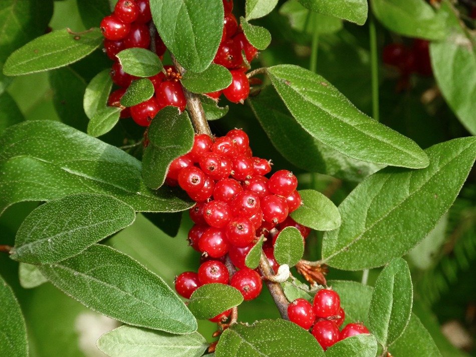 red berries leaves close view