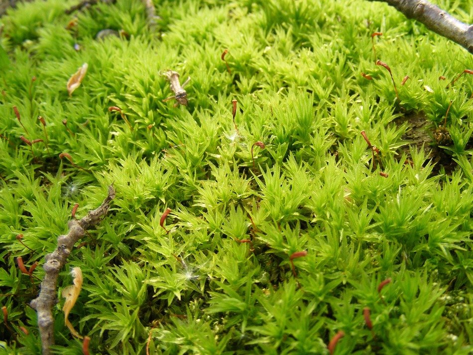 climacium dendroides, evergreen moss