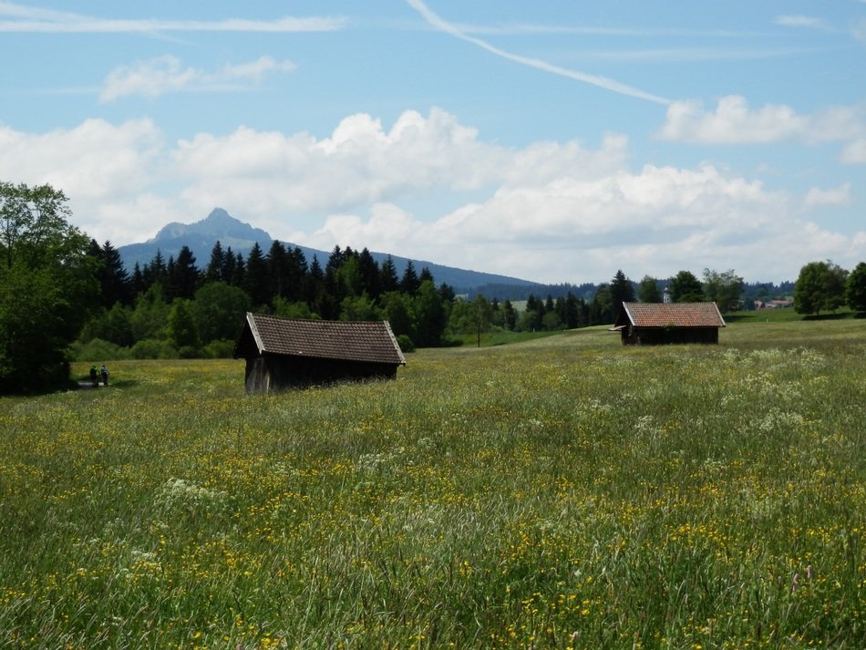 meadow of Allgäu