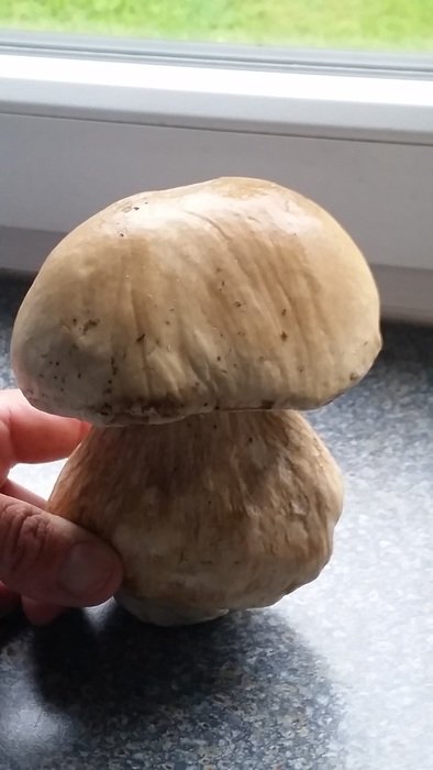cep mushroom on the table