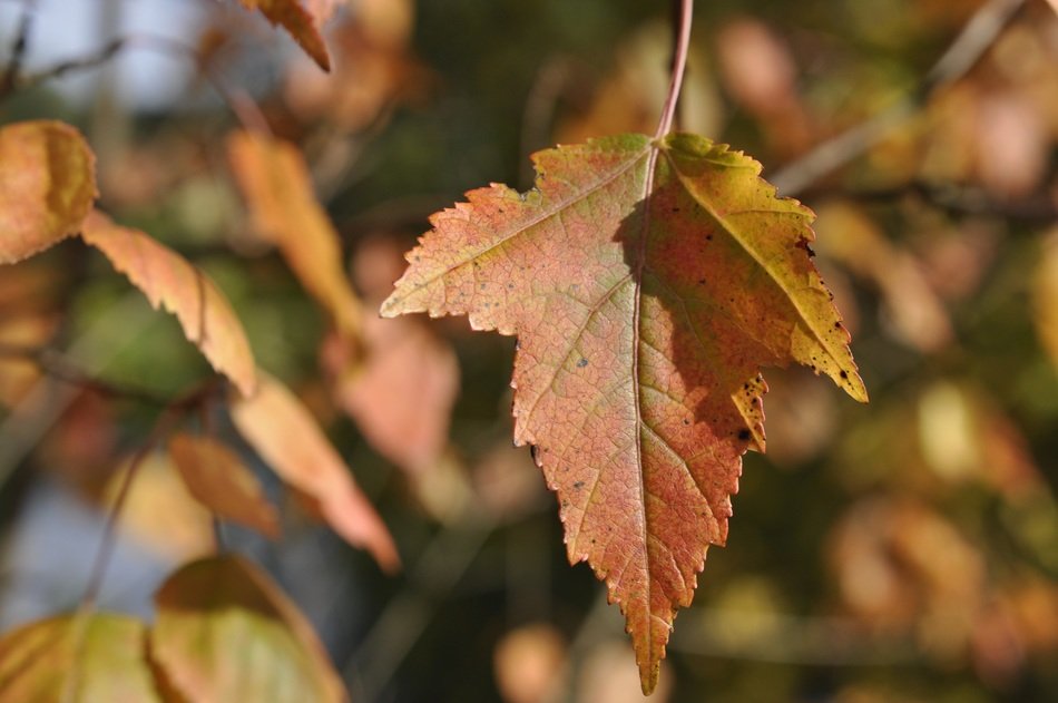 magicalautumn leaf