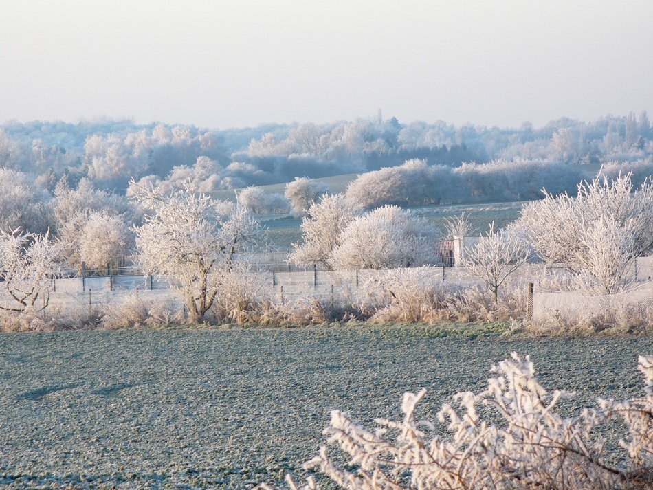 frost on trees in the countryside