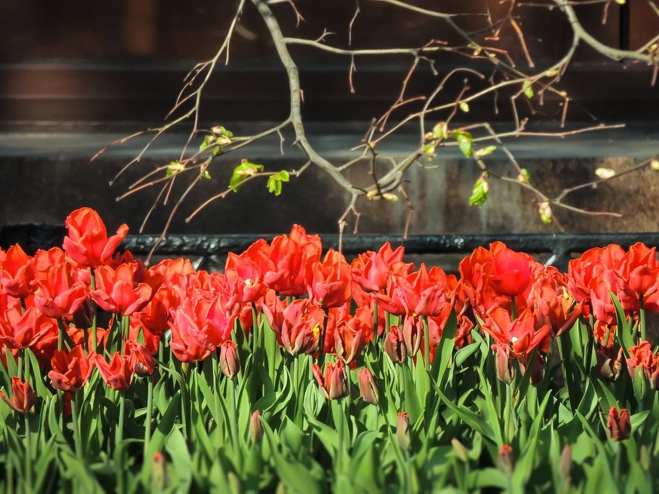 spring tulips near the pond