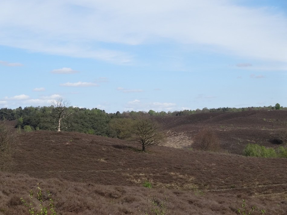 Landscape of heide