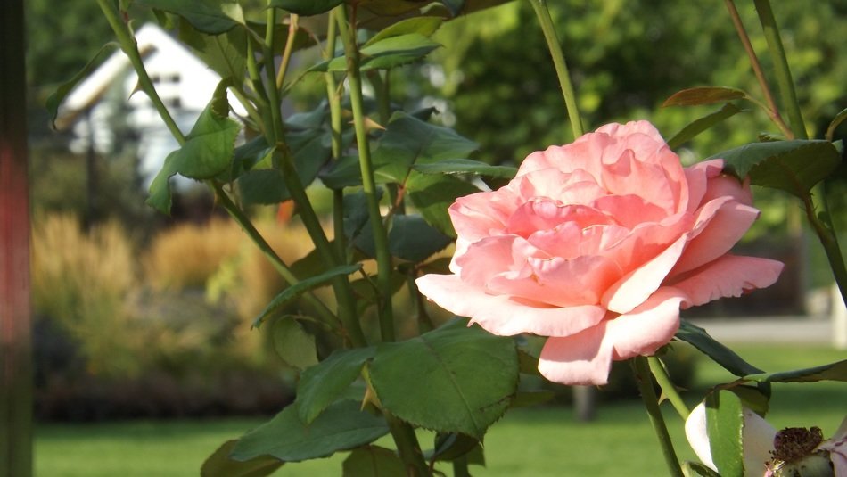 beautiful pink rose in the garden in summer