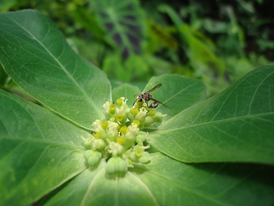 wasp on bright green flowers of Euphorbia