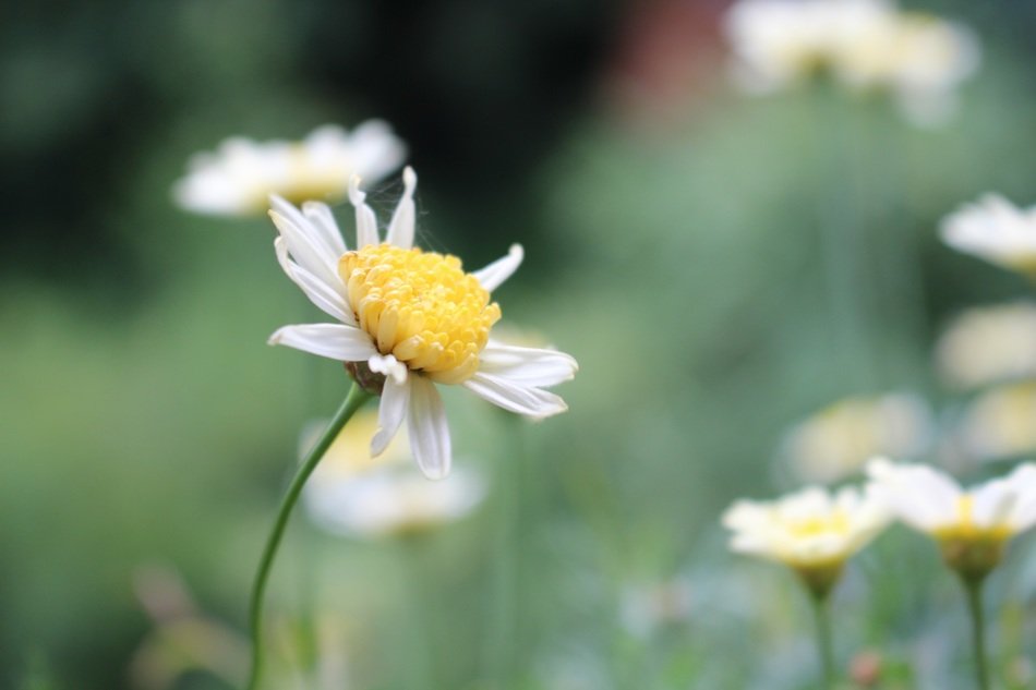 blooming white flower in the field
