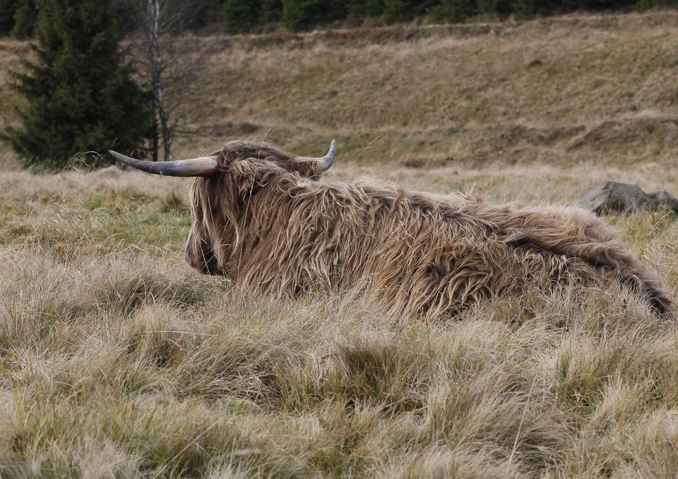 Picture of the hairy beef