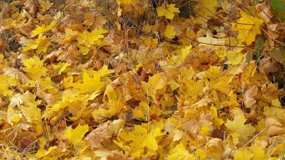 beautiful maple leaves