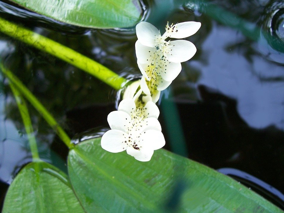 Closeup photo of Aponogeton distachyos flower in pond