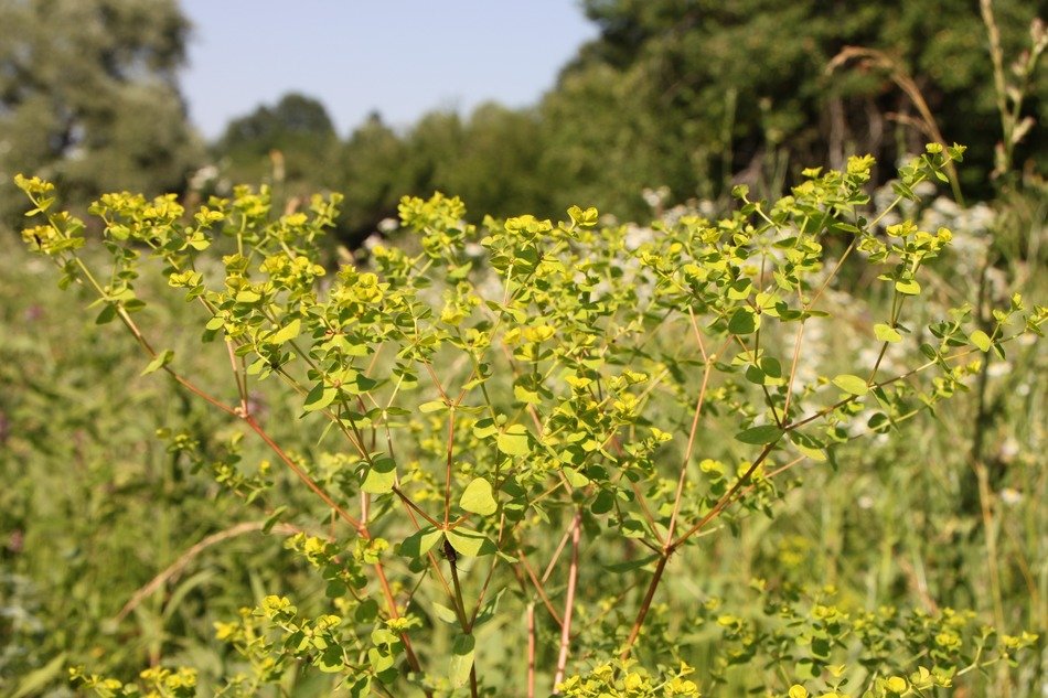 weed in the garden