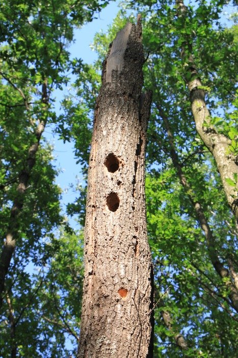 forest holes