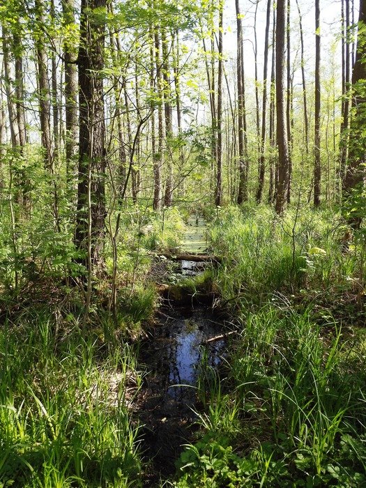 photo of wetlands in the forest
