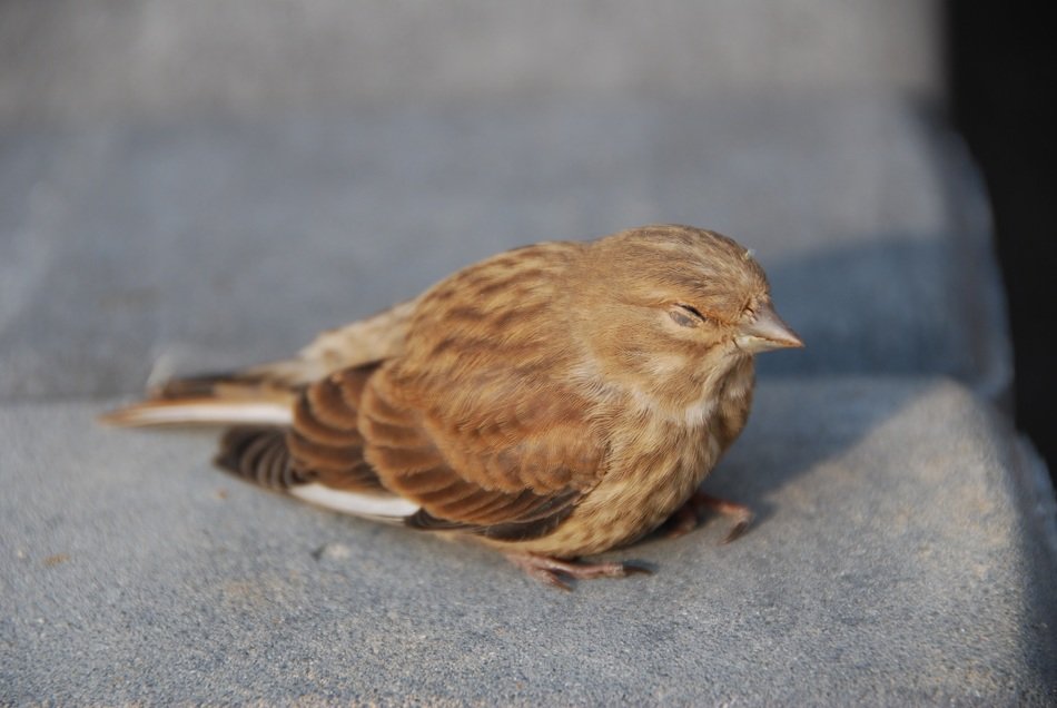 sleepy sparrow bird