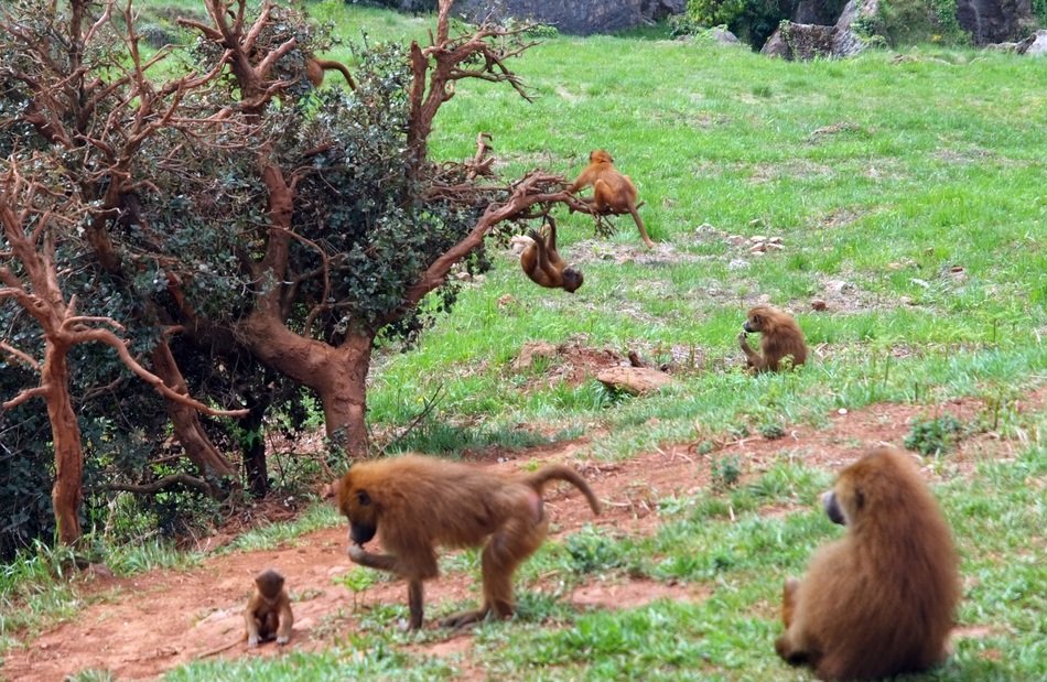 Monkeys near the trees in Africa