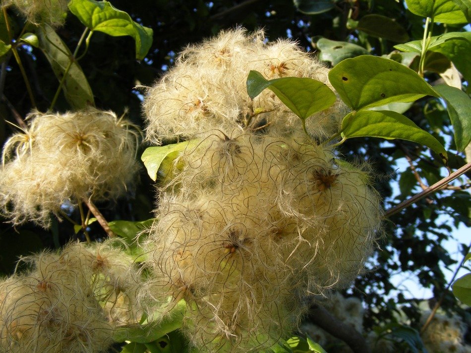 plant with beard closeup