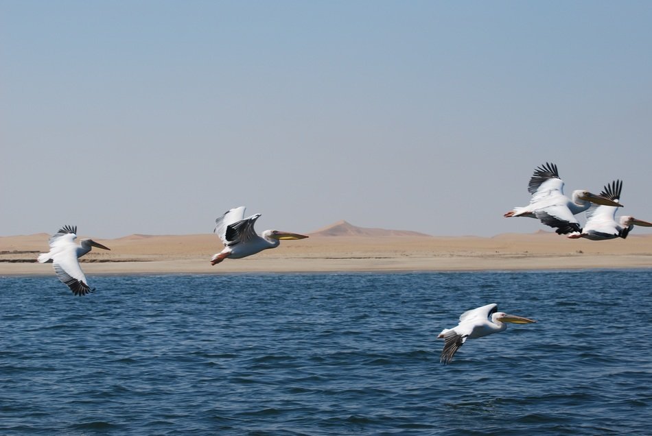 pelicans fly over the river