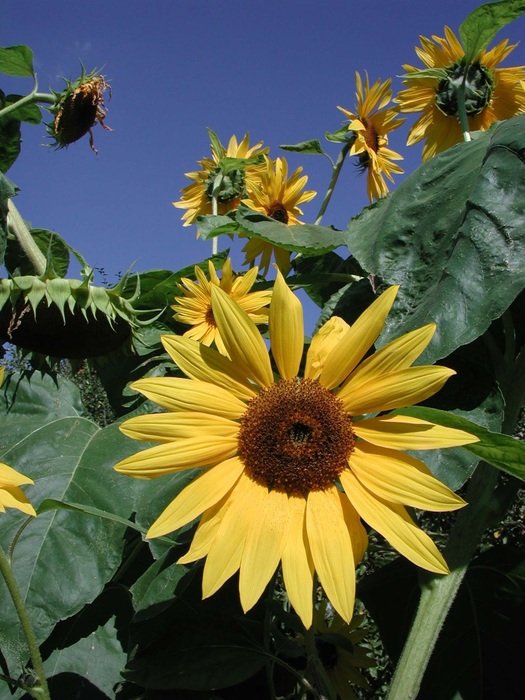 sunflower bloom in the garden