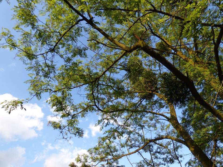 tree with green foliage in nature