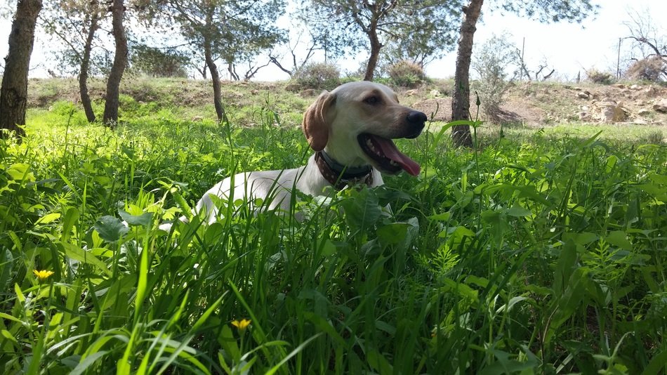 happy dog ââin the grass on a sunny day