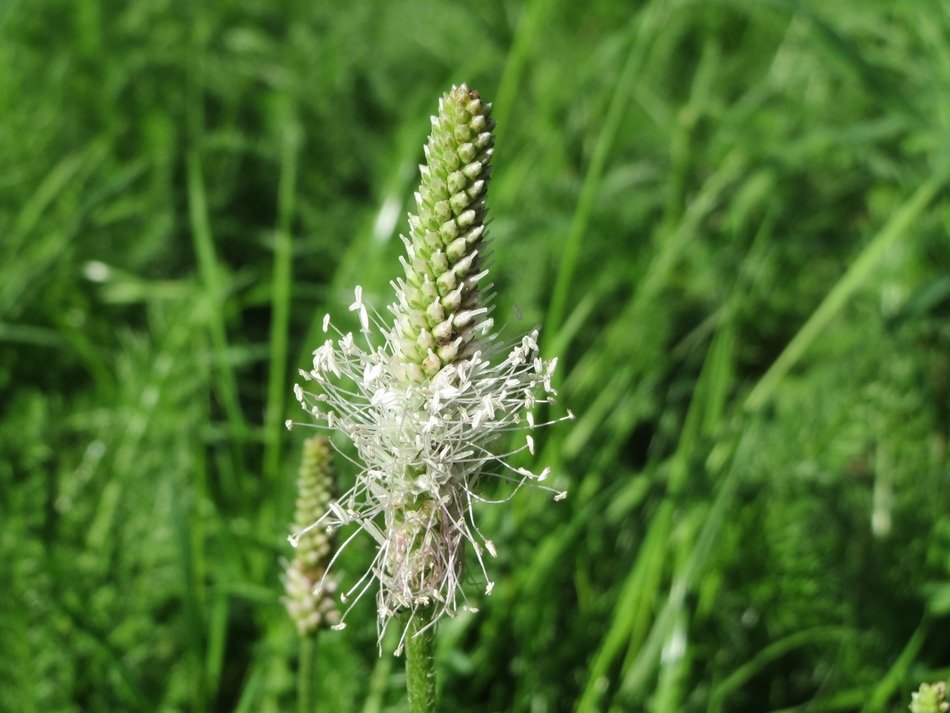 plantago media, inflorescence of hoary plantain, macro