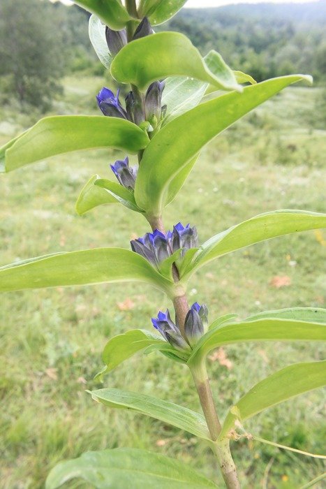 photo of green and blue cross flowers