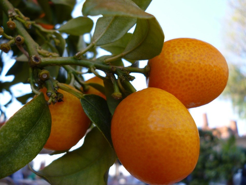 mature orange fruits on the tree