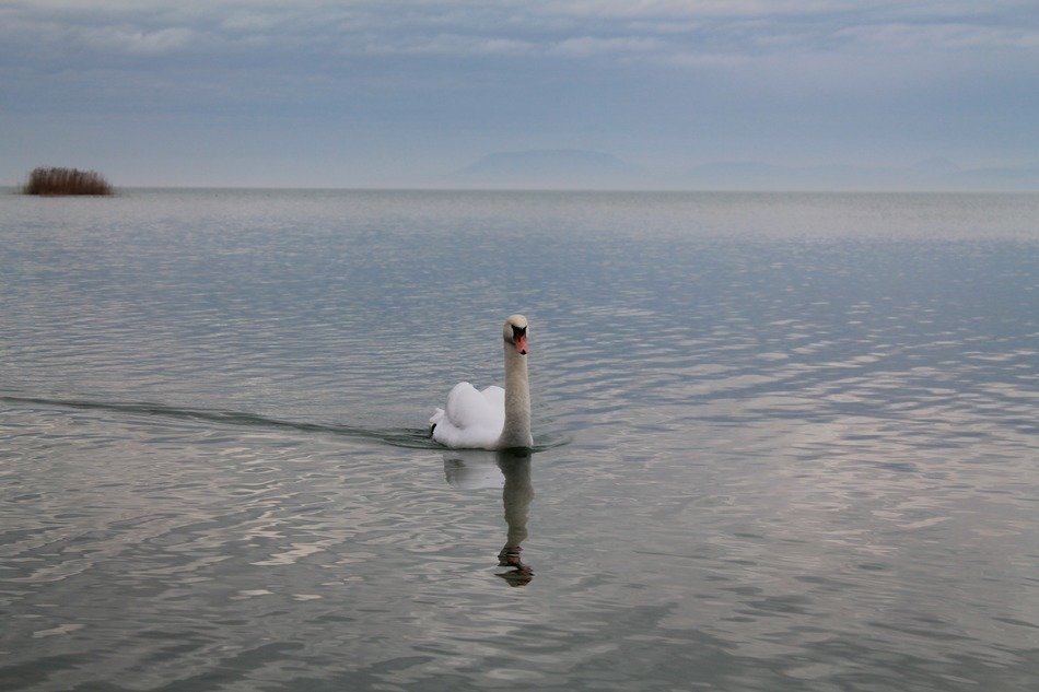 swan in nature