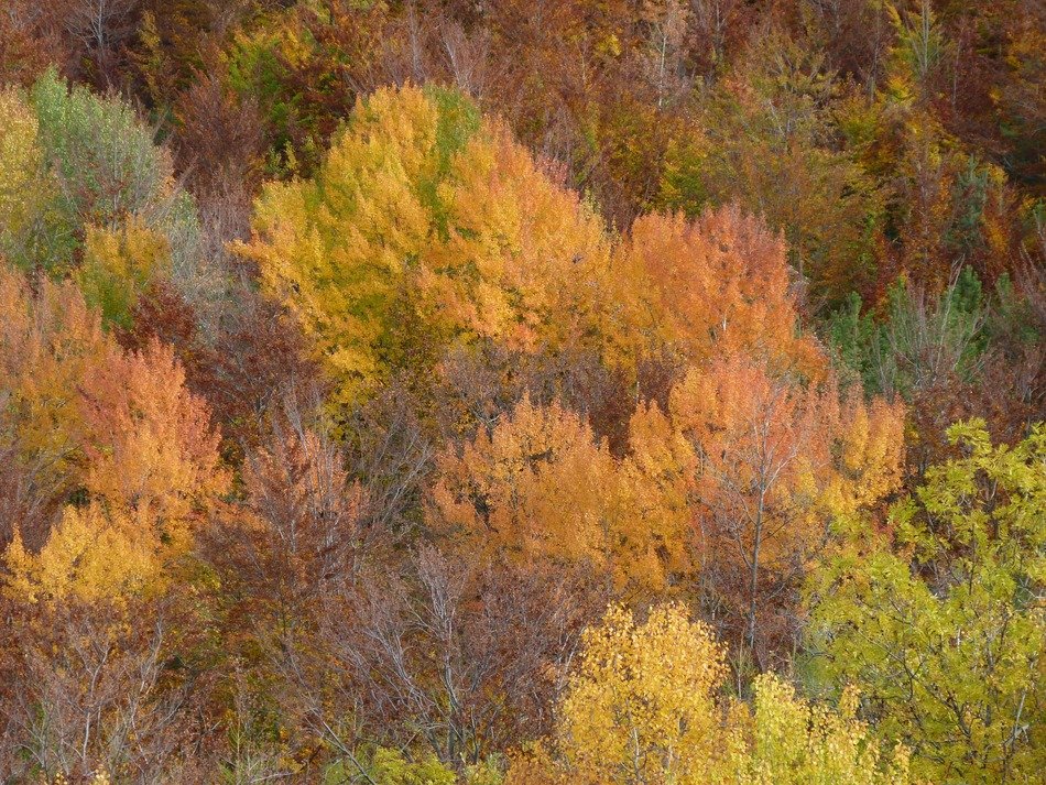 autumn trees with red shades in the forest