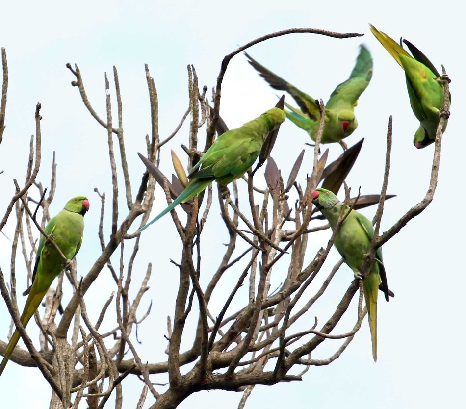 Many beautiful colorful parrots on bare branches of a tree