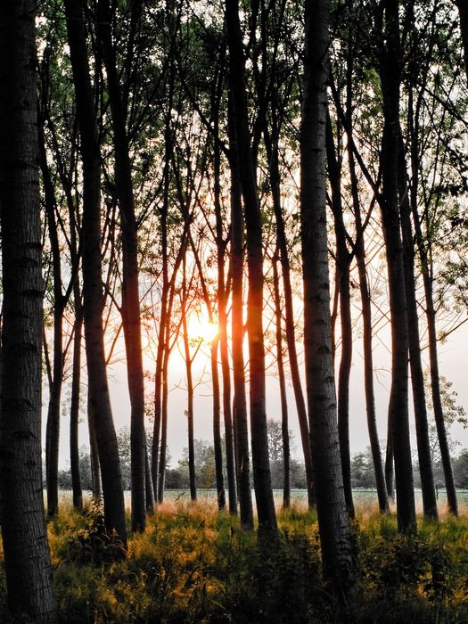 landscape of sunset breaks through the trees