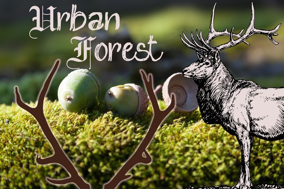 hirban forest poster drawing