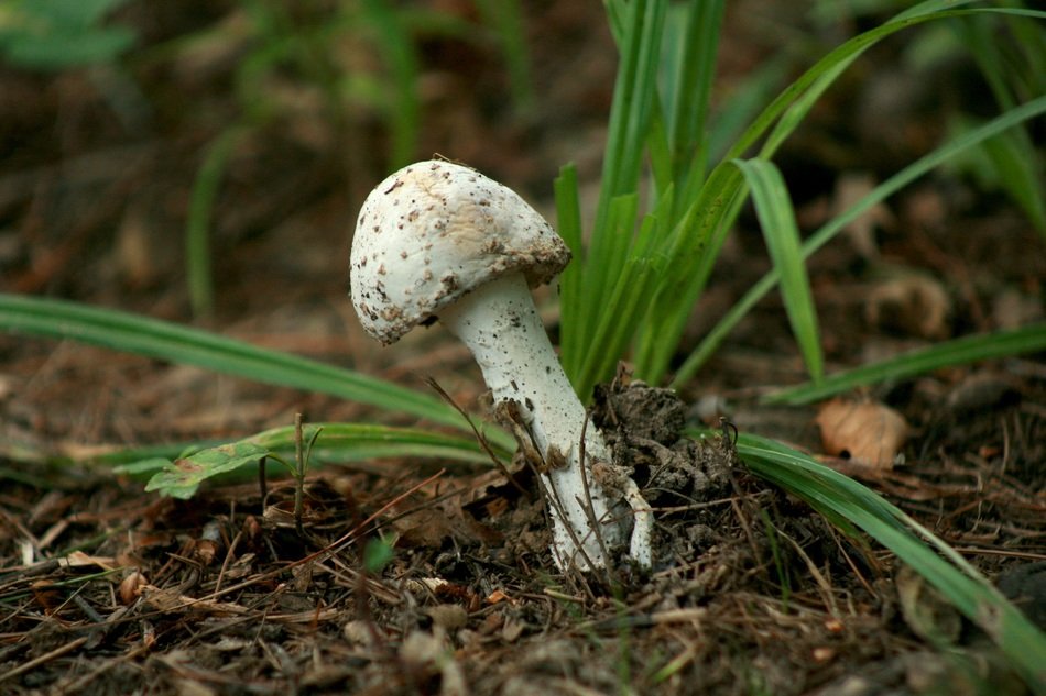 white fungi toadstools