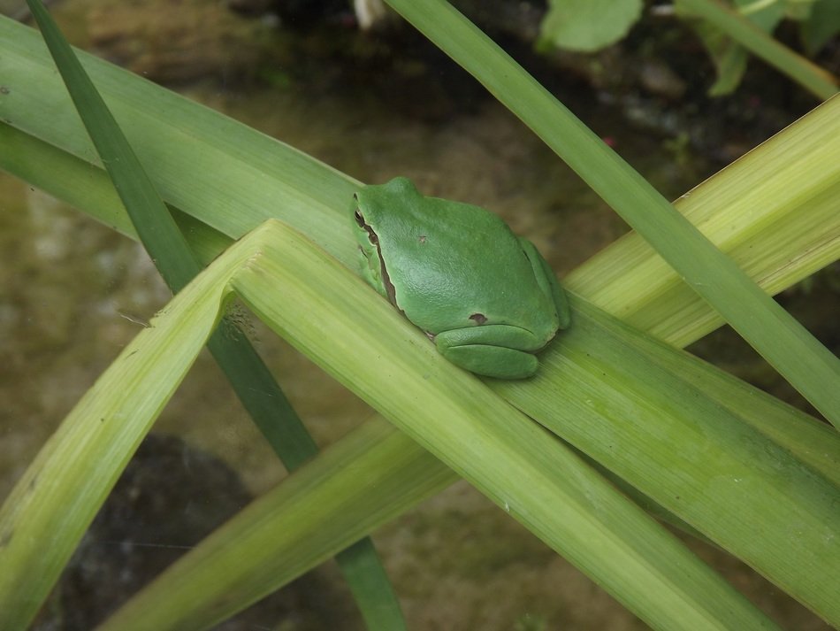 Beautiful and cute green frog on the leaf