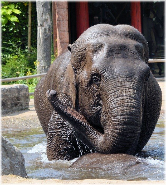 indian elephant in the pool