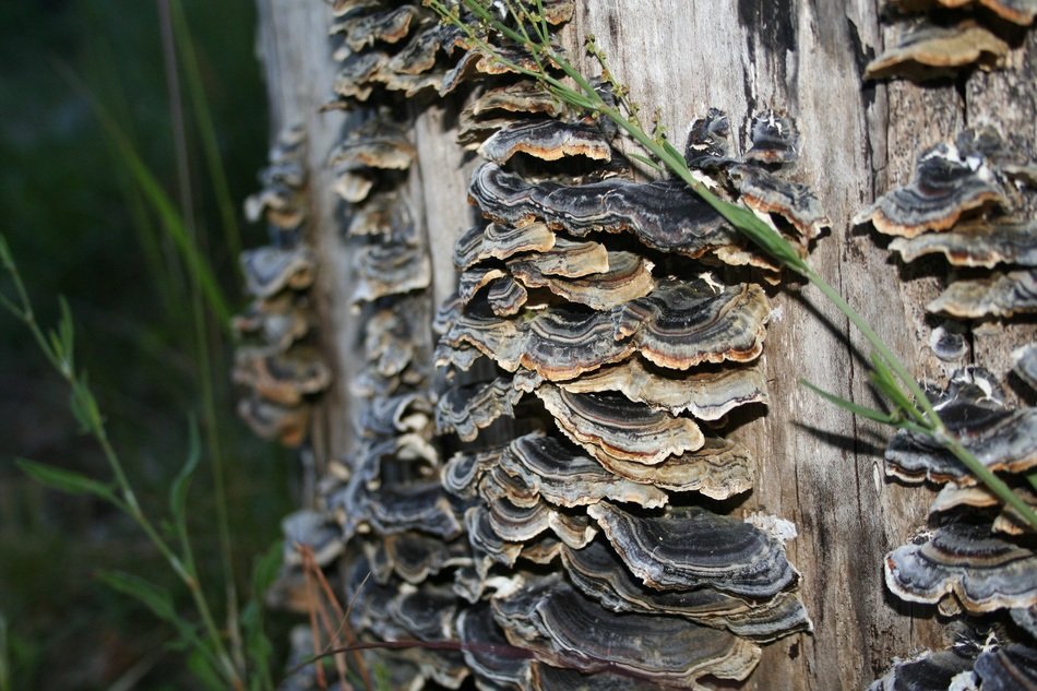 growing mushrooms on tree in nature