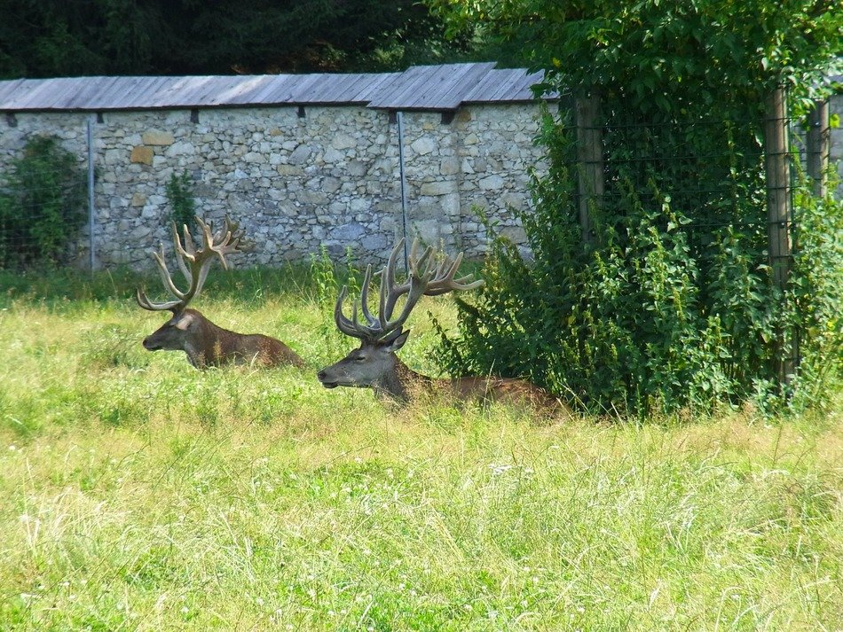 two deer with beautiful long horns on a green meadow