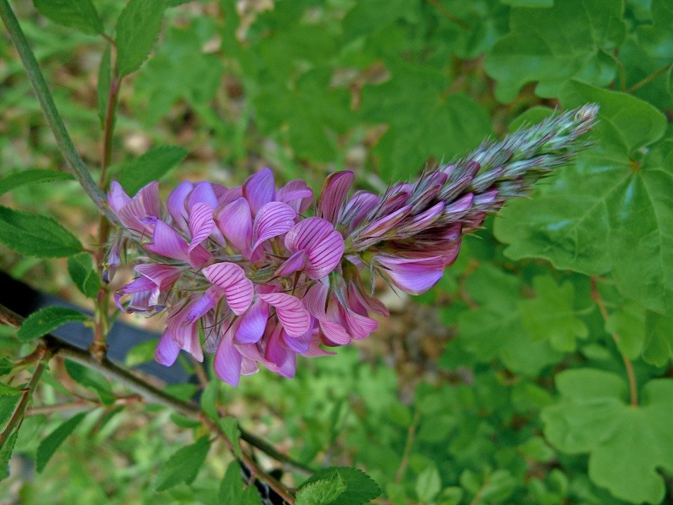 Purple flower on a green background