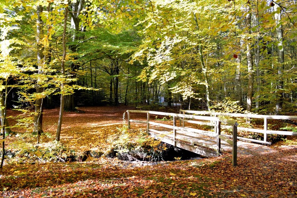 wooden crossing in the autumn forest