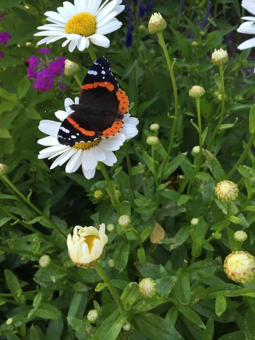 Butterfly on the daisy