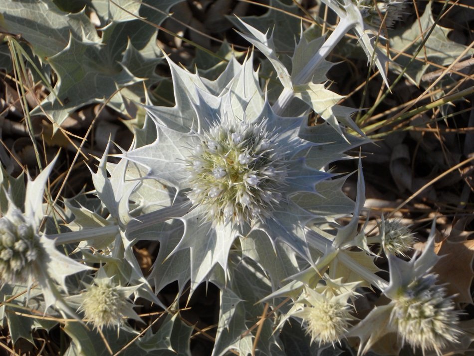 Mediterranean wild flower