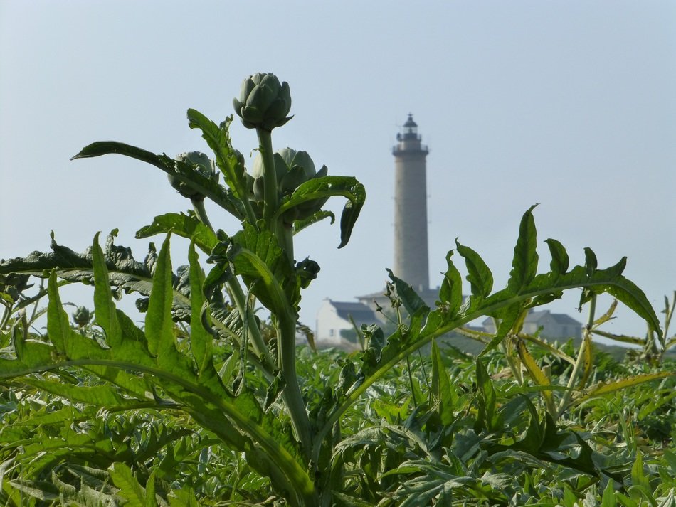 Green Brittany artichoke plant at background with the lighthouse in france